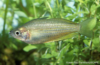 Melanotaenia eachamensis, Lake Eacham rainbowfish:
