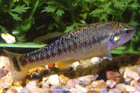 Allodontichthys tamazulae, Tuxpan splitfin: