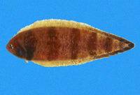 Symphurus fasciolaris, Banded tongue-fish:
