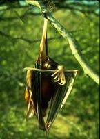 Image of: Noctilio leporinus (greater bulldog bat)