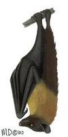 Image of: Pteropus melanotus (black-eared flying fox)