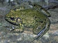 Image of: Rana heckscheri (river frog)