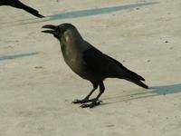Corvus splendens - House Crow