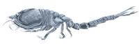 Image of: Diastylis rathkei