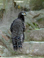 Image of: Polyplectron bicalcaratum (grey peacock-pheasant)