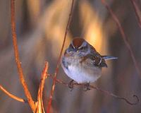 American Tree Sparrow (Spizella arborea) photo
