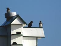 There is a thriving colony of purple martins at Chautauqua.