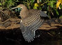 Bare-throated Tiger Heron fanned out  