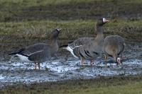 Lesser white-fronted Goose