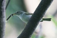 Ijima Leaf Warbler.jpg