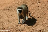 Vervet monkey mother with baby hanging from stomach
