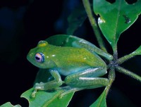 : Boophis andreonei; Andreone's Treefrog