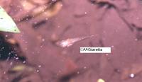 : Phasmahyla cochranae