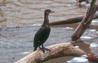 : Phalacrocorax lucidus; White-breasted Cormorant