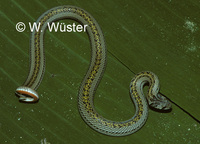 : Oligodon taeniatus; Striped Kukri Snake