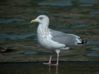 재갈매기 Larus argentatus | herring gull