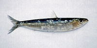 Sardina pilchardus, European pilchard: fisheries