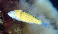Thalassoma pavo, Ornate wrasse: fisheries, gamefish, aquarium