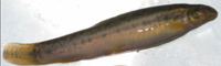 Lepidocephalichthys guntea, Guntea loach: aquarium
