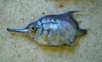 Notopogon macrosolen, Longsnout bellowfish: