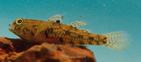 Redigobius bikolanus, Speckled goby: fisheries
