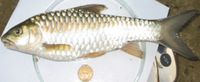 Neolissochilus hexagonolepis, Copper mahseer: fisheries, aquaculture, gamefish