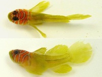 Priolepis semidoliata, Half-barred goby: aquarium