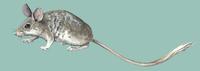 Image of: Calomyscus bailwardi (mouse-like hamster)