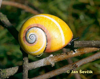 Polymita picta - Cuban Land Snail
