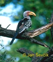 Tockus leucomelas - Southern Yellow-billed Hornbill