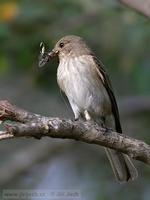 Muscicapa striata - Spotted Flycatcher