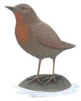 Image of: Cinclus schulzi (rufous-throated dipper)