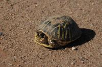 Image of: Terrapene ornata (ornate box turtle)