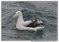 Wandering Albatross - Diomedea exulans