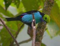 * Paradise Tanager