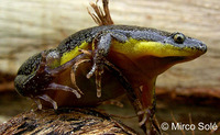 : Elachistocleis ovalis; Oval frog