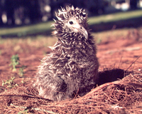: Phoebastria immutabilis; Lysan Albatross Young Chick