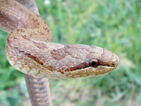 : Coronella austriaca; Smooth Snake