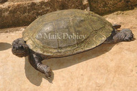 : Pelomedusa subrufa; African Helmeted Turtle
