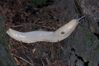 : Ariolimax columbianus; Pacific Banana Slug