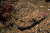 : Heterocrypta occidentalis; Sandflat Elbow Crab