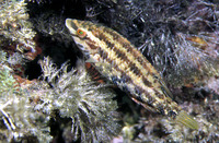 Symphodus roissali, Five-spotted wrasse: fisheries, aquarium