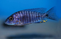 Aulonocara stuartgranti, Flavescent peacock: aquarium