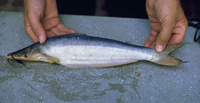 Hypophthalmus edentatus, Highwaterman catfish: fisheries