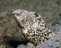 Callechelys marmorata, Marbled snake eel: