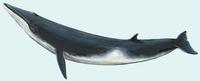 Image of: Balaenoptera physalus (fin whale)