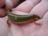 Image of: Notophthalmus perstriatus (striped newt)