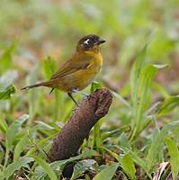 Common Bush-Tanager (Chlorospingus ophthalmicus) photo