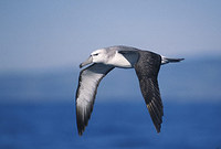 Shy Albatross (Thalassarche cauta) photo