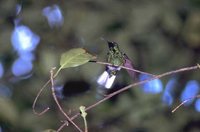 White-tailed Sabrewing - Campylopterus ensipennis